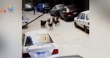 كلاب ضالة وتعرجات بشارع على عبد الوهاب فى عين شمس تؤرق حياة السكان