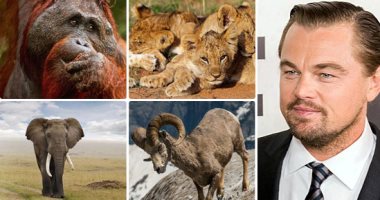حكاية نجم أوسكار مع البيئة النظيفة.. ليوناردو دى كابريو دعم حماية 30 موطنا لإنسان الغاب.. عارض قرارا باستيراد أنياب الفيلة من زيمبابوى وزامبيا.. وجهوده تحفظ أنواعا مهددة بالانقراض ونهر برودباك بكندا..فيديو وصور