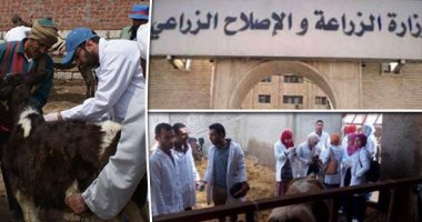 " الزراعة " تطرق الأبواب بحثا عن الحمى القلاعية بقرى المحافظات.. الطب الوقائى: استمرار لجان التحصين و13 جنيها للرأس.. و"الخدمات البيطرية" تحظر بيع الماشية غير المرقمة بالأسواق.. وتتوعد الممتنعين بـ3 عقوبات