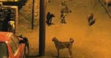 قارئه تشكو من انتشار الكلاب الضالة بمدينة 6 اكتوبر