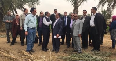 صور .. "الزراعة" تعلن استحداث أسلوب لزراعة العنب بنظام التكثيف على مصاطب