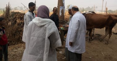 الزراعة تحصن 774 ألف رأس ماشية ضد أمراض الحمى القلاعية والوادى المتصدع