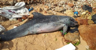 وزير التعليم العالى يستعرض تقريرا حول العثور على دولفين نافق بشواطئ الإسكندرية