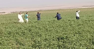 القصة الكاملة لتقاوى الطماطم "المضروبة 023".. مخاوف ارتفاع الأسعار تدفع لفتح الاستيراد.... "الزراعة": ننتج 10 ملايين طن سنويا ونكتفى ذاتيا.. وبدء فحص التراخيص واختبارات للبذور