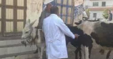 طب بيطرى كفر الشيخ يحصن 80 ألف رأس ماشية من الحمى القلاعية والوادى المتصدع