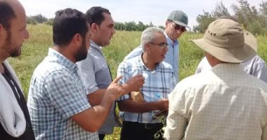صور.. "الزراعة" تبدأ أخذ عينات من تقاوى "الطماطم المضروبة" بـ3 مناطق