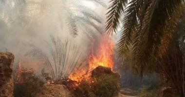 صور.. الدفاع المدنى يسيطر على حريق بمزرعة نخيل على مساحة 5 أفدنة بالداخلة