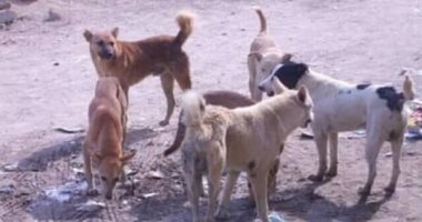 الكلاب الضالة تحاصر شارع الطابق بمنطقة بولاق الدكرور.. والأهالى يشتكون