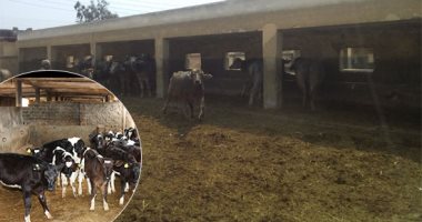صور.. محطات الإنتاج الحيوانى بكفر الشيخ "مش تربية وبس".. إنتاج سلالات جديدة والحفاظ على الطيور من الانقراض.. تدريب الشباب على المهن لخلق فرص عمل.. رئيس محطات البحوث: محطة سخا الأولى فى إنتاج الجاموس والأغنام