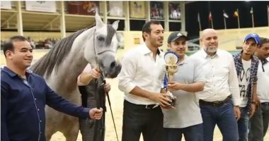 فيديو ..مصطفى شعبان يفوز بجائزتين فى بطولة مصر الدولية للخيول العربية  