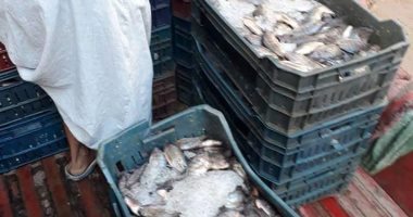 صور.. ضبط طن و200 كيلو أسماك تتغذى على فضلات الصرف الصحى بسوهاج