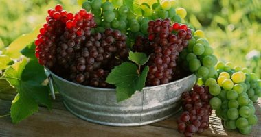 بشرط تناوله عن طريق الأنف.. اكتشاف مركب فى العنب يحمى من سرطان الرئة