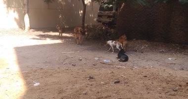 قارئ يشكو معاناة أهالى المرج من الكلاب الضالة بسبب مصنع لـ"رجول الفراخ"