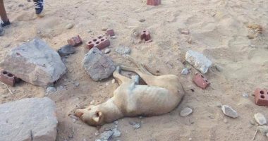"حميات أسوان" تستقبل 6 حالات مصابة بعقر حيوان مجهول