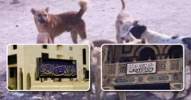 مطالب تصدير الكلاب لدول تأكلها VS علماء الدين.. إجماع على الرفض.. الإفتاء: فقه جديد لم يناقشه أحد.. وأستاذ دراسات قرآنية: حيوانات ذات الناب المحرم.. و"بحوث الأوقاف": لا نخالف مبادئنا مع من يختلفون معنا فى الدين