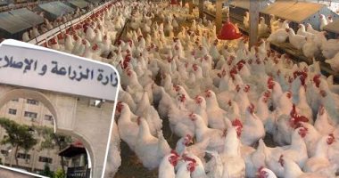 "الزراعة" تعلن الطوارئ لمواجهة أنفلونزا الطيور.. حظر نقل الدواجن الحية بين المحافظات.. ومخاطبة "المحليات" ومديريات الأمن بعمل "أكمنة" لمنع دخولها بين المدن.. وقطع المرافق عن المحال غير المرخصة.. وتطهير الأسواق