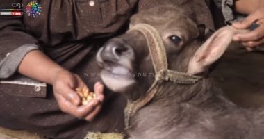 أسواق الماشية تزدحم مع اقتراب العيد.. سعر العجول البقر من 58 جنيها حتى 60 للكيلو القائم.. والأغنام من 57 جنيها حتى 60.. والماعز تصل لـ70 جنيها للجدى.. ووحدة بيطرية للفحص قبل الشراء.. فيديو