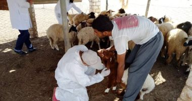 لجنة "الخدمات البيطرية" تجرى مسحا شاملا للحيوانات بالسلوم للتأكد من سلامتها