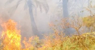 صور.. الدفاع المدنى بالوادى الجديد يسيطر على حريق بمزرعة نخيل بالداخلة