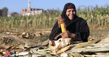 صورة اليوم.. فى موسم حصاد الذرة "مشوى يا حمام"