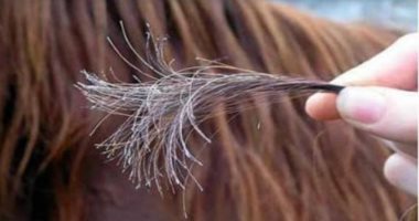 3 وصفات طبيعية بالخل هتنسيكى تقصف الشعر