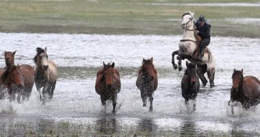 فيديو.. رجل يخاطر بحياته لإنقاذ خيوله من الأمطار الغزيرة