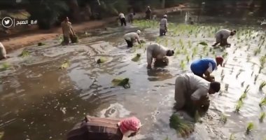 "زراعة الشرقية" تنفذ يومًا تدريبيًا عن ترشيد استخدام المياه فى الأنشطة الزراعية