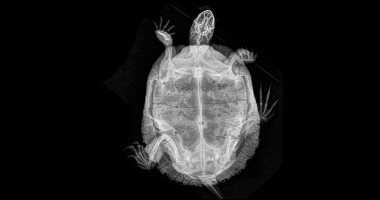فوتوسيشن طبى.. شاهد حديقة أوريجون تجذب الزوار بجلسة تصوير للحيوانات بـ"X-ray"