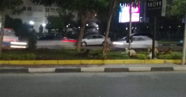 شكوى من انتشار الكلاب الضالة بحى شرق فى مدينة نصر