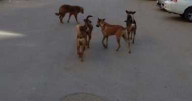 سكان شارع على بن أبى طالب بالإسكندرية يستغيثون من انتشار الكلاب الضالة