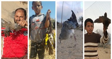 صور.. ولائم الطيور المهاجرة تحيى تلال الرمال بسيناء.. سهرات ليلية فى موسم الصيد تجمع الأحباب والأصدقاء.. السمان وبط الشرشير طعامهم والشاى والقهوة المعدة على الجمر شرابهم.. والأجهزة المسئولة تضع ضوابط للصيد