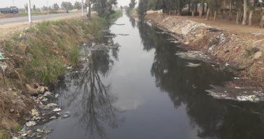 غدا.. زراعة أشجار بجسور مصارف الجيزة بمشاركة 300 طالب