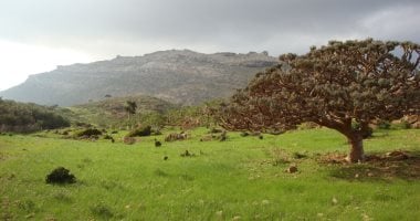مؤتمر دولى حول جزيرة سقطرى اليمنية المسجلة على قائمة اليونسكو.. غدا