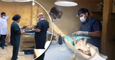 نهاية الكلاب الضالة.. مديريات الطب البيطرى بالمحافظات تعلن الحرب على "بعبع الشوارع".. الغربية تتخلص منهم بـ"السم".. وفريق سويسرى لإخصاء الذكور وتعقيم الإناث فى البحر الأحمر.. وأسيوط قضت على 4500 كلب.. صور