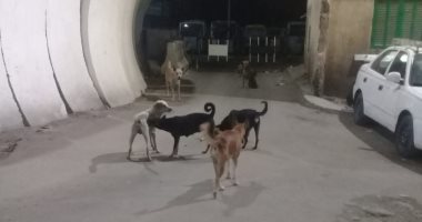 قارئ يشكو من انتشار الكلاب الضالة فى مساكن القللى بالأزبكية