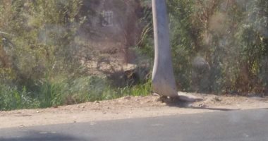 قارئ يشكو تهالك عمود كهرباء ضغط عالى بطريق أولاد نصير بسوهاج