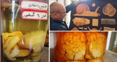 صور.. "اليوم السابع" داخل متحف الأحياء بمدرسة السلام.. يحتوى على أحجار ونماذج وعينات حيوانية نادرة محفوظة بمادة الفورمالين.. ويضم أكثر من ألفى حجر وصخور نادرة.. مديرة المدرسة: المتحف يرجع تاريخه لـ100 عام
