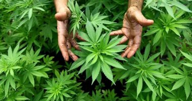 طرح دواء فى أمريكا يحتوى على مكونات مستخرجة من الماريجوانا