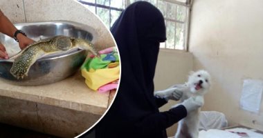 "الحيوانات كمان ليها فيزيتا".. 8 جنيهات للكشف الشامل والزيارة المنزلية بـ20..والعملية القيصرية للجاموس بـ50 جنيها.. سونار للاطمئنان على جنين القطة.. وقصة نجاح "ولادة متعثرة" لبقرة داخل مستشفى أسوان البيطرى..صور