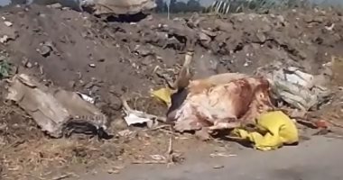 فيديو.. الماشية النافقة تهدد حياة سكان عزبة على محمد بالدقهليه