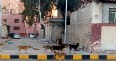  صور.. الكلاب الضالة تثير الذعر فى شوارع بورسعيد.. والمواطنون يستغيثون