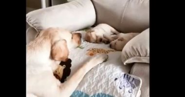 حصان يحتفل بعيد ميلاده وكلب يهدئ صغاره على طريقة البشر.. فيديو وصور