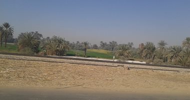 صور.. أسوان من أكبر المحافظات زراعة للنخيل وتفتقر لصناعات التمور