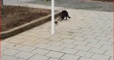 "توم وجيرى بالمقلوب".. فأر يهاجم قطة بشكل كوميدى (فيديو)