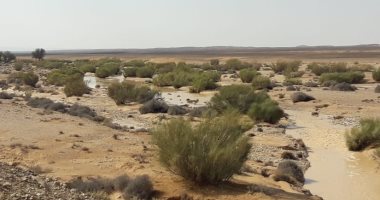 فيديو وصور .. سيول محدودة بوادى الكونتلا وسلالم فى وسط سيناء