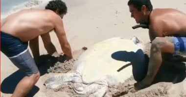 شابان ينقذان حياة "سلحفاة مائية".. والفيديو يحقق 1.5 مليون مشاهدة فى ساعة
