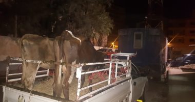 صور.. سقوط أخطر تشكيل عصابى تخصص فى سرقة المواشى بالبحيرة