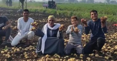 وكيل زراعة المنيا الأسبق: نزرع من 60 إلى 80 ألف فدان بطاطس