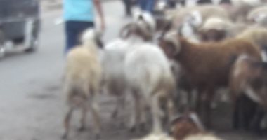 صور.. قارئ يشكو رعى الأغنام وإلقاء المخلفات فى ميدان باب الشعرية