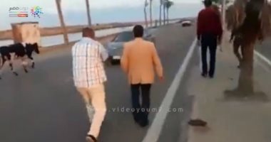 شاهد رئيس مدينة دمياط أثناء مطاردته بقرة بطريق دمياط بورسعيد